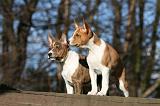 BASENJI 122